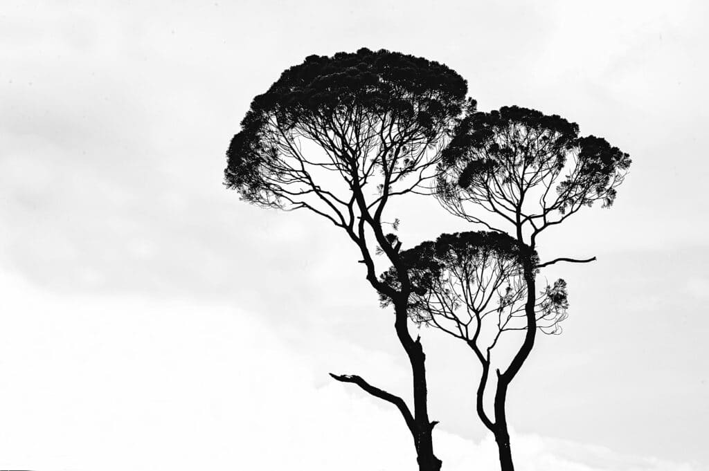 tree drawing reference