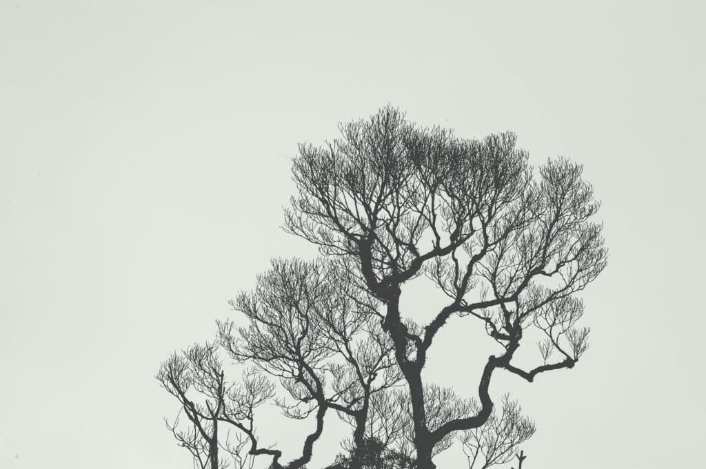 tree drawing reference