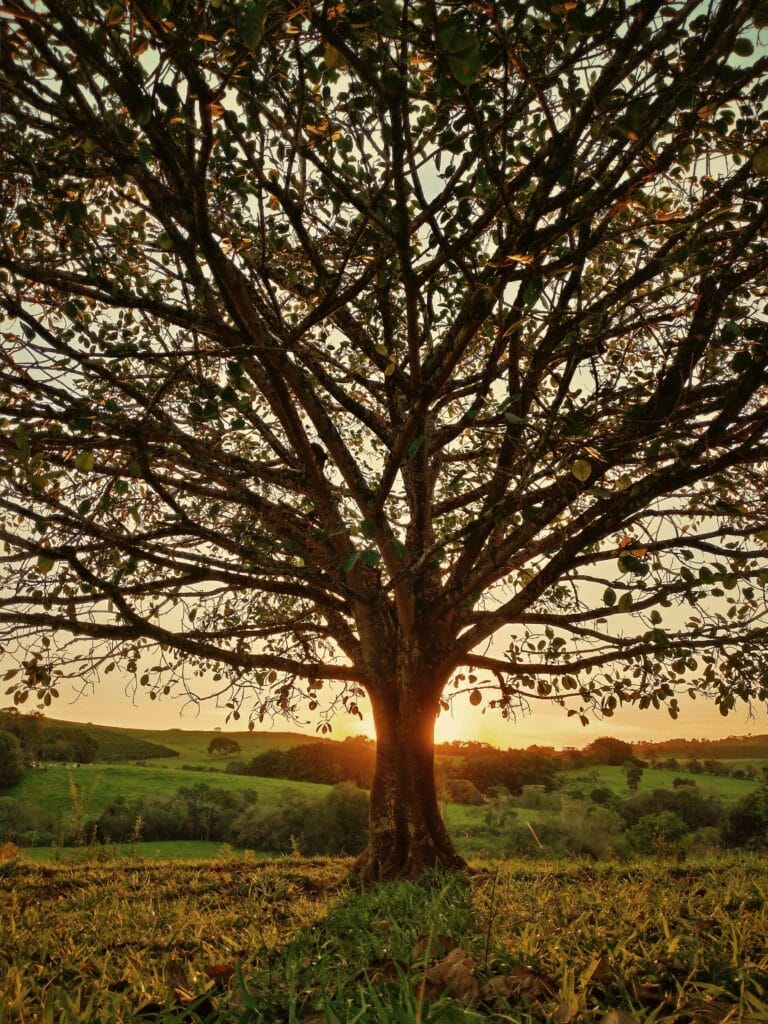 tree drawing reference