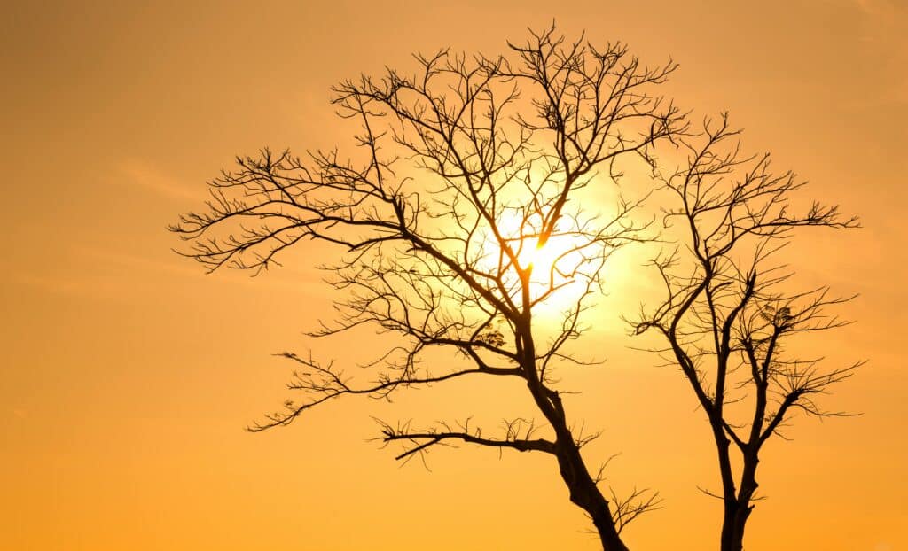 tree drawing reference
