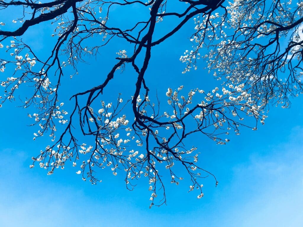 tree drawing reference