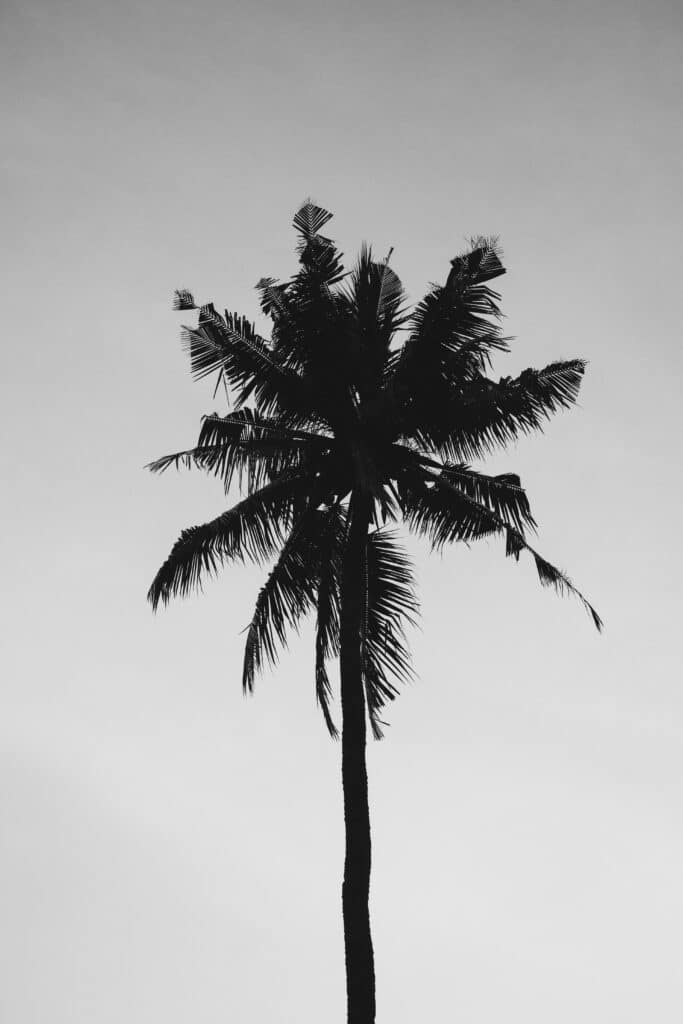 tree drawing reference