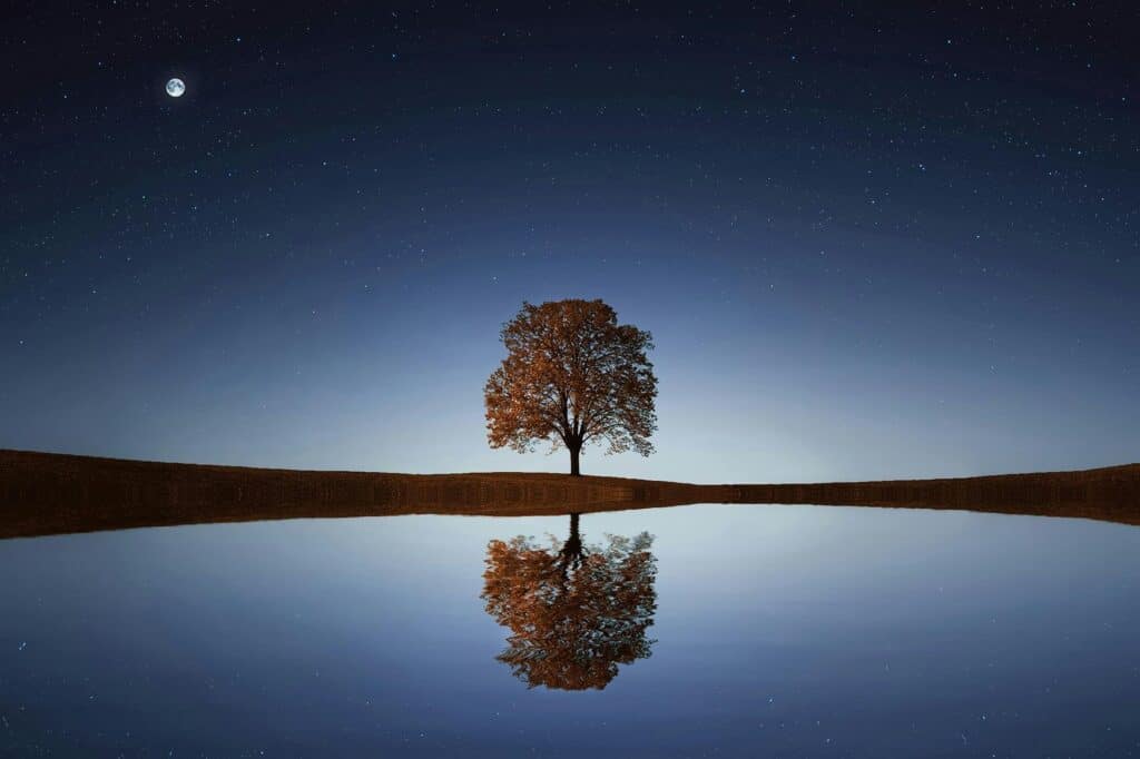tree drawing reference