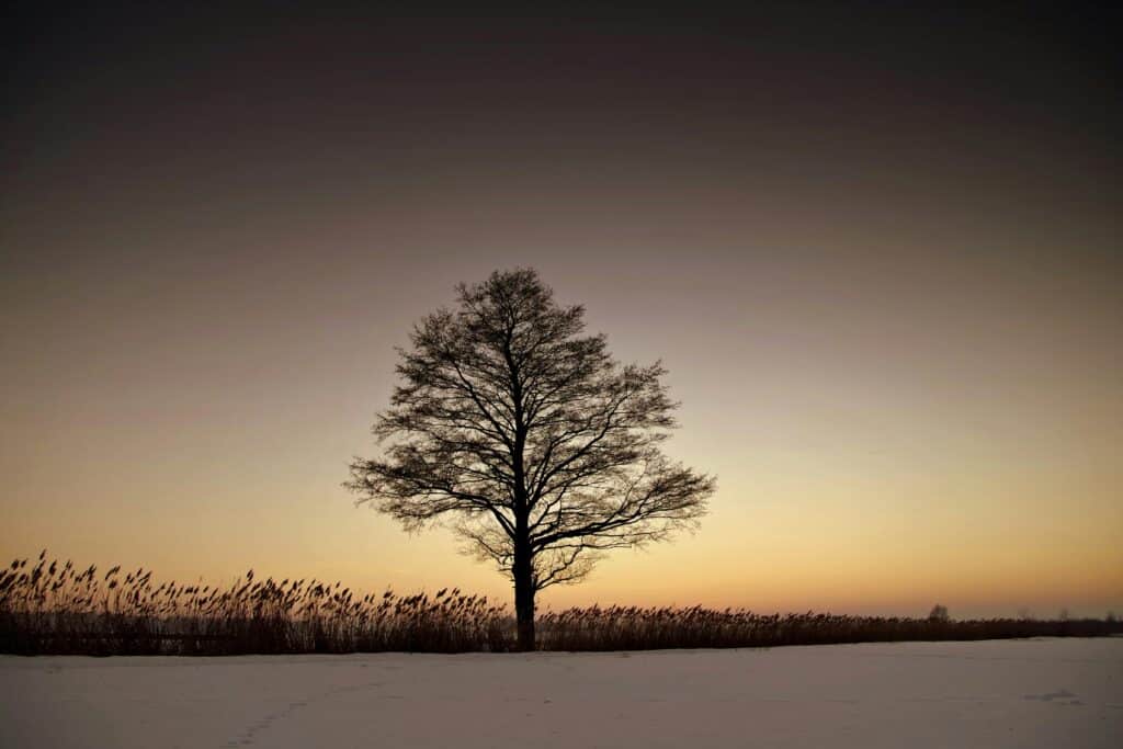 tree drawing reference