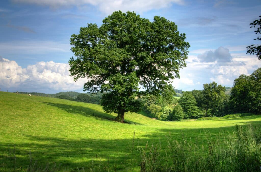 tree drawing reference