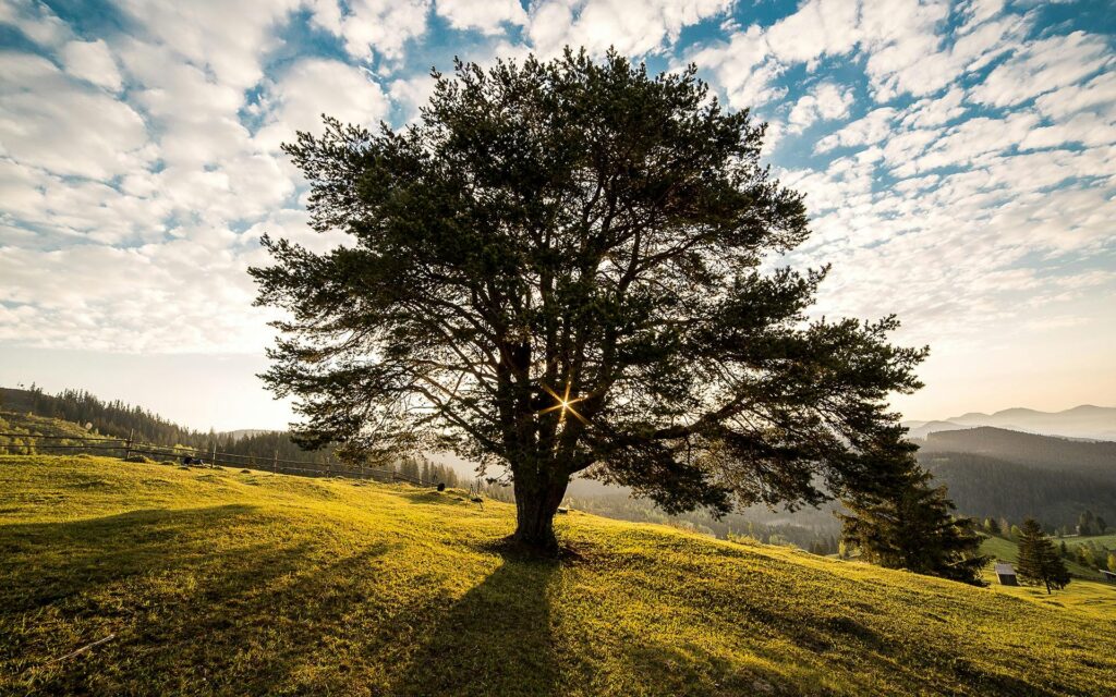 tree drawing reference