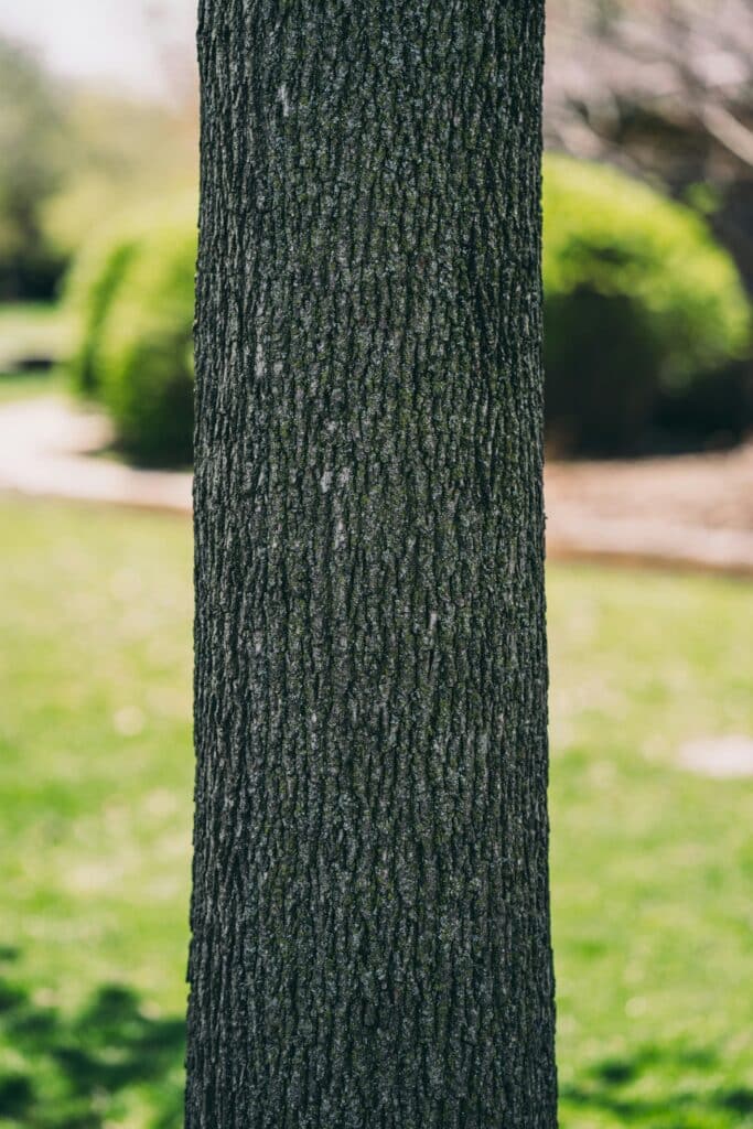 tree drawing reference