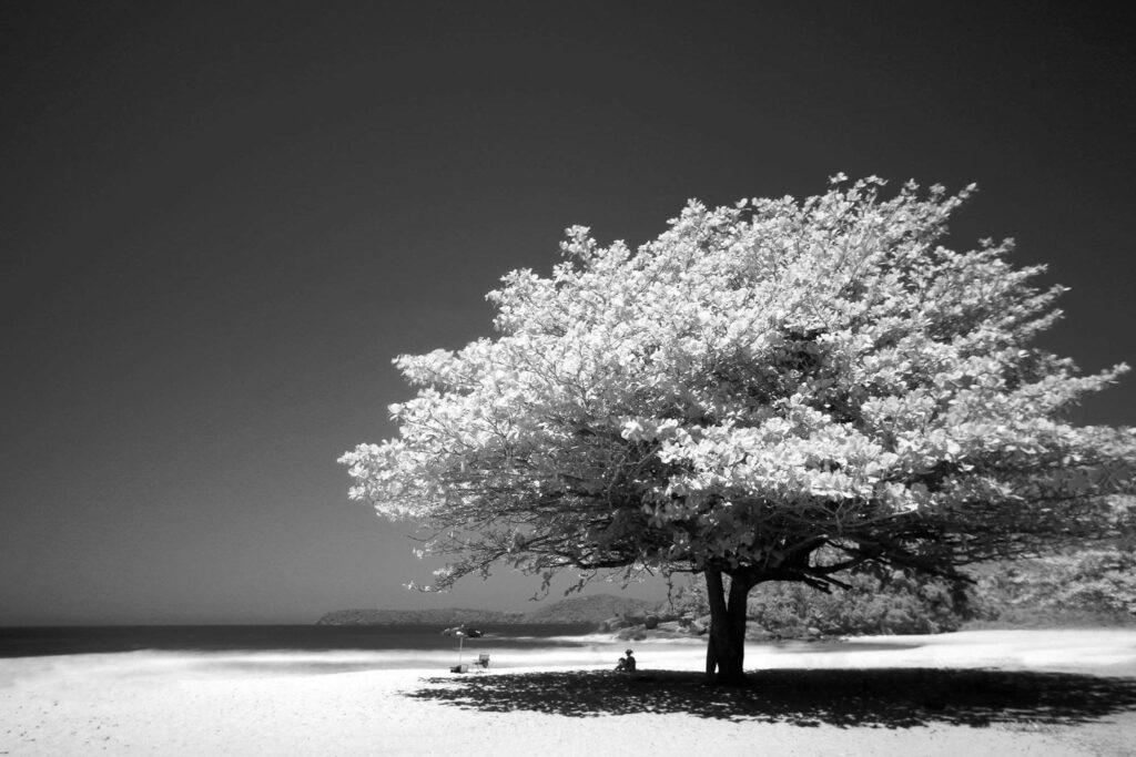 tree drawing reference