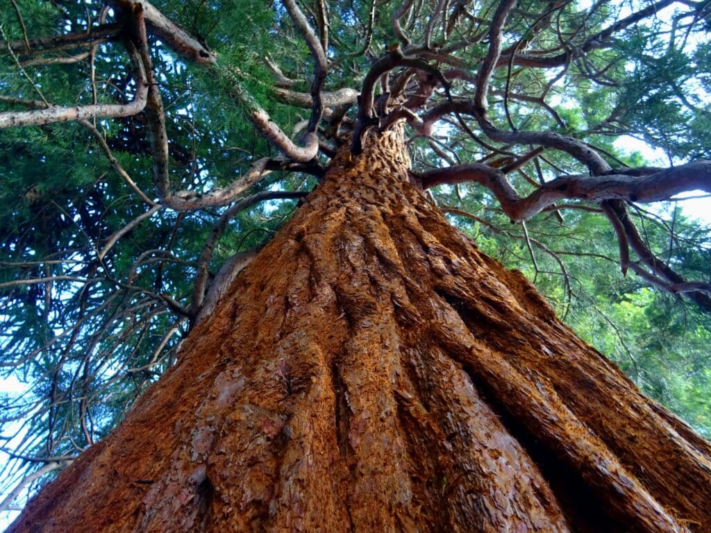 tree drawing reference