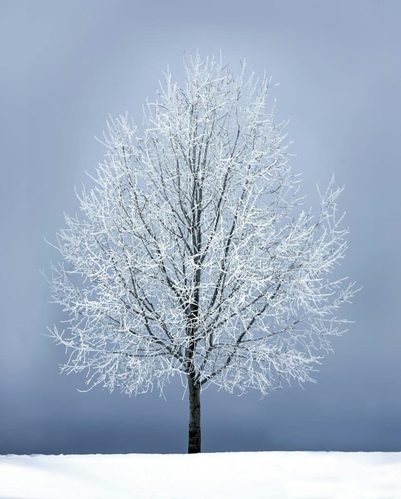 tree drawing reference