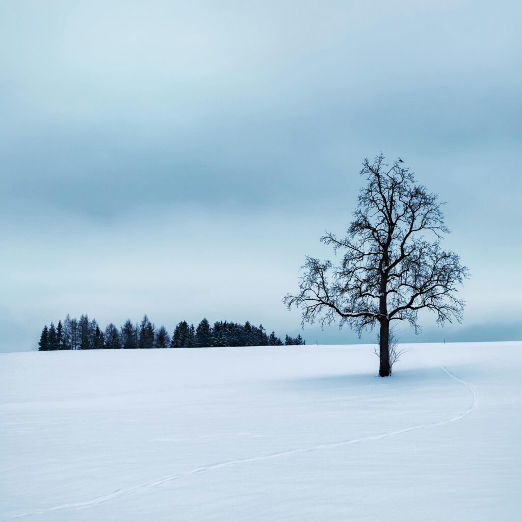 tree drawing reference