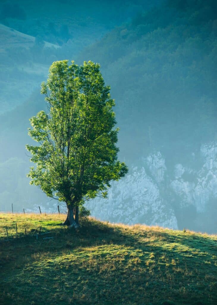 tree drawing reference