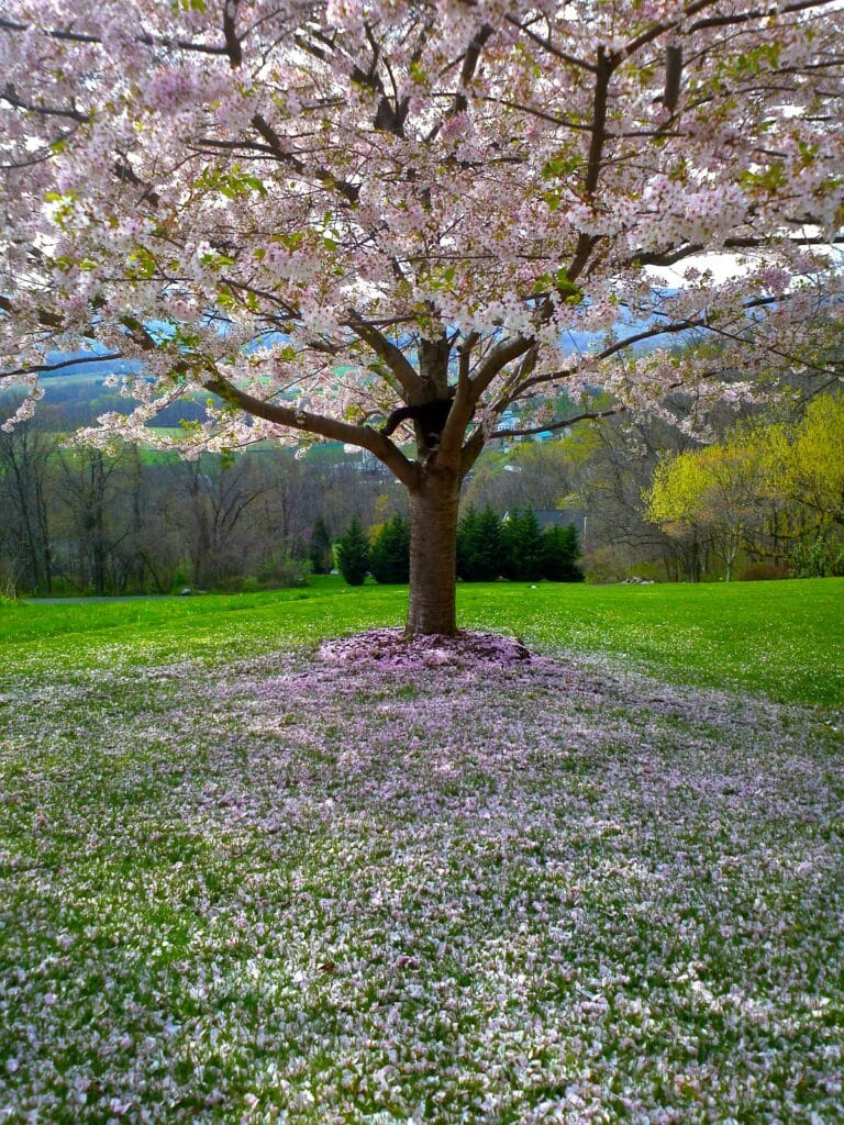 tree drawing reference