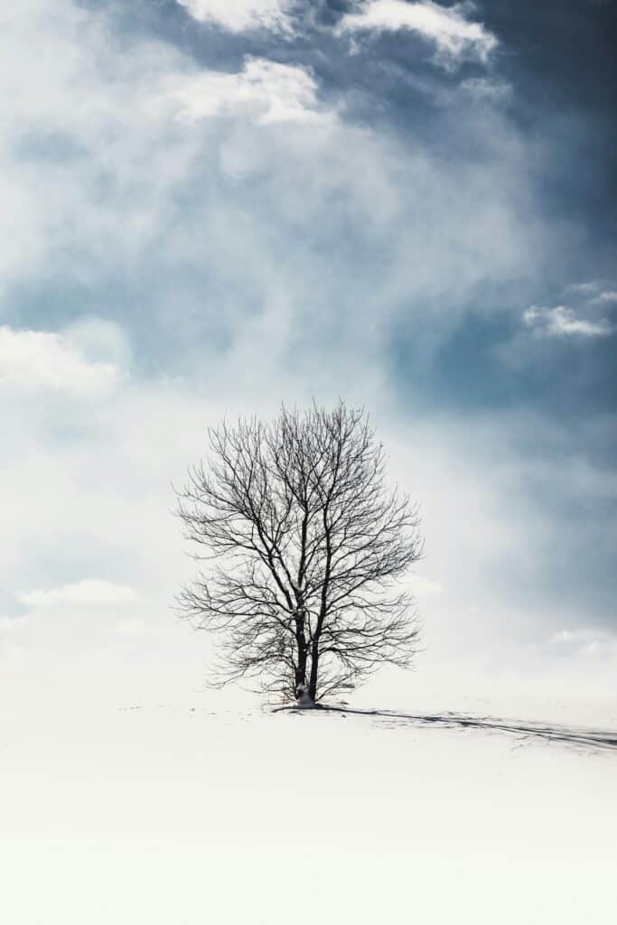 tree drawing reference