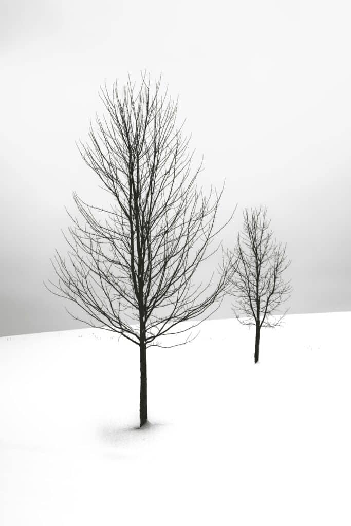 tree drawing reference