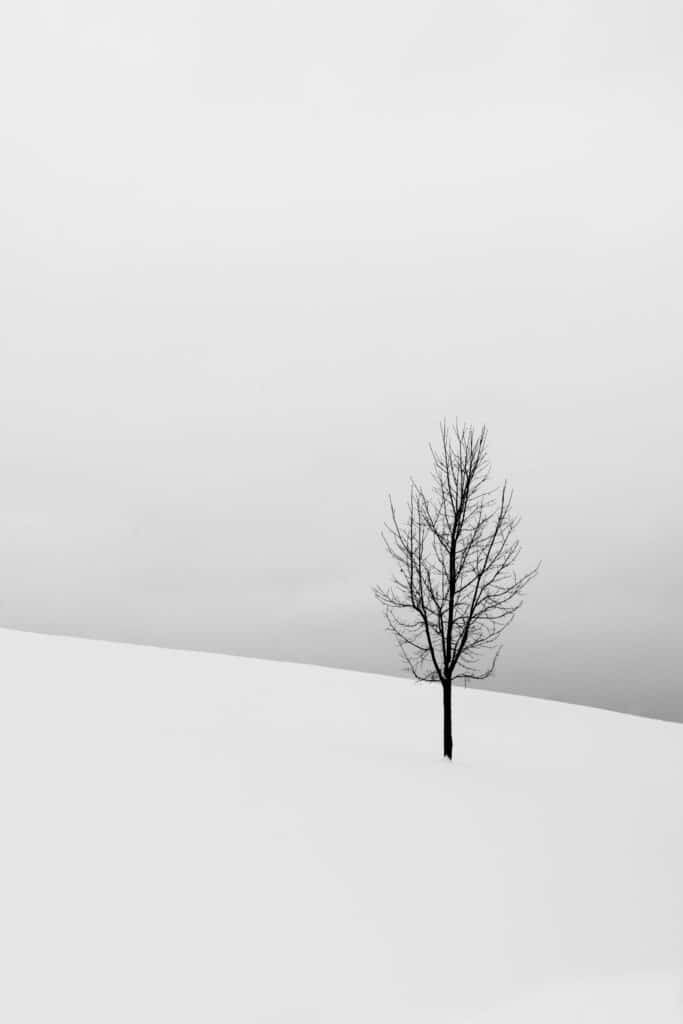 tree drawing reference