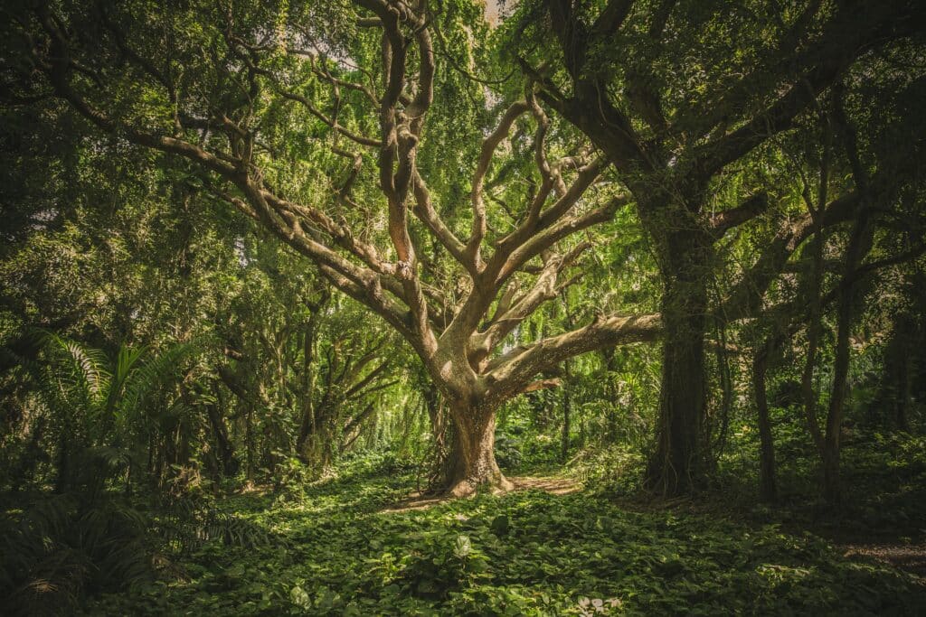 tree drawing reference