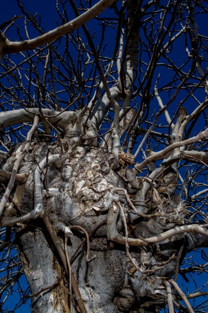 tree drawing reference
