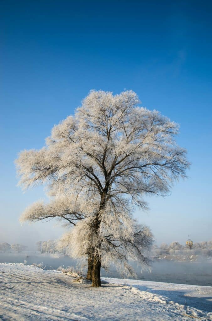 tree drawing reference