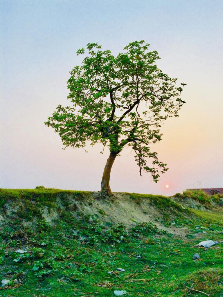 tree drawing reference