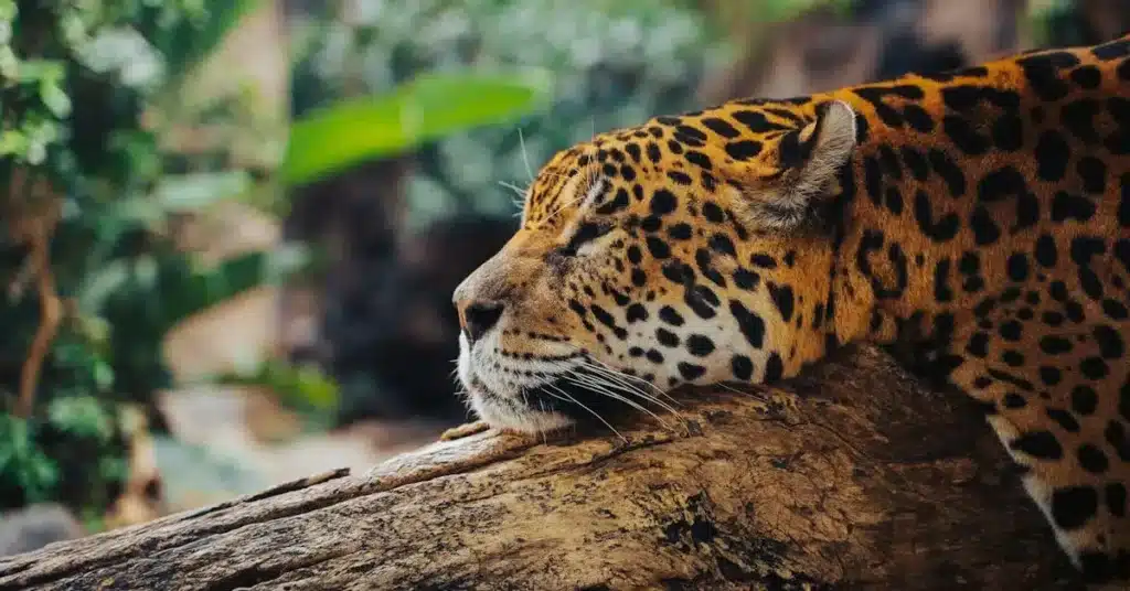 Pencil Drawings of Animals: 150 Stunning Sketch Ideas for Every Artist 8 pencil drawings of animals jaguar