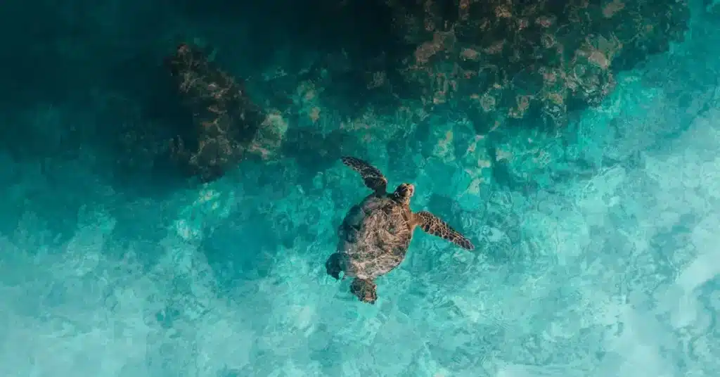 110 Summer Drawing Ideas: Fun and Creative Sketches for the Season 7 Summer Drawing Ideas Sea Turtle