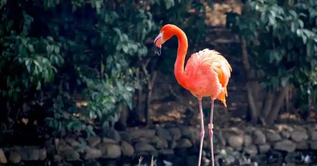 110 Summer Drawing Ideas: Fun and Creative Sketches for the Season 10 Summer Drawing Ideas Flamingo