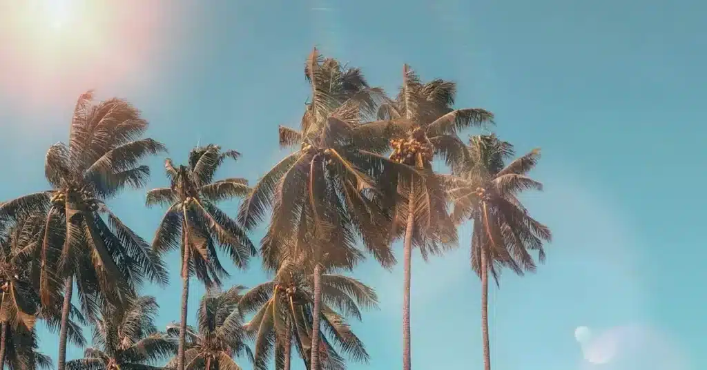 110 Summer Drawing Ideas: Fun and Creative Sketches for the Season 4 Summer Drawing Ideas Palm Trees